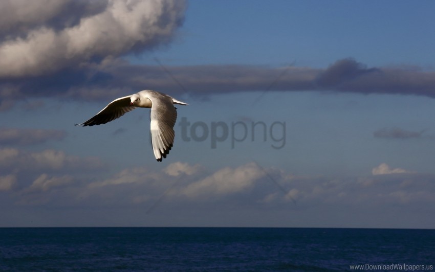 birds clouds flying sea sky wallpaper HighResolution Transparent PNG Isolated Element