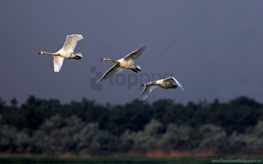 birds cloudy flying sky swans wallpaper PNG files with no background bundle