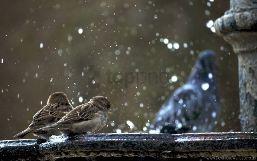 birds cold snow sparrows steam survival winter wallpaper PNG art