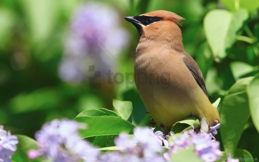 birds color flower leaves wallpaper HighQuality PNG with Transparent Isolation