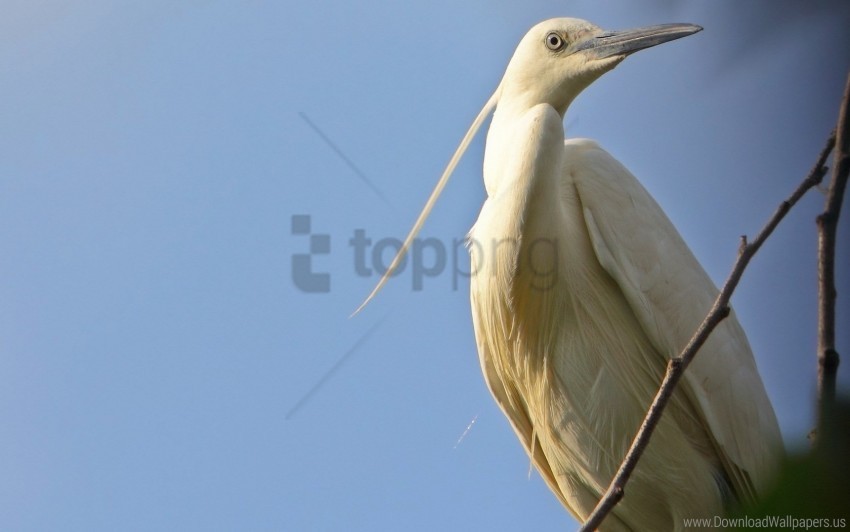 birds color herons nature sky wallpaper PNG images with transparent canvas assortment