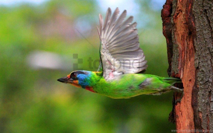 birds colorful female flying tree wallpaper PNG Image Isolated with HighQuality Clarity