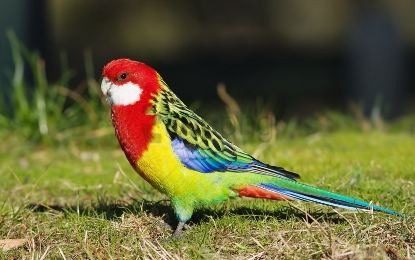 Birds Colorful Parrot Tail Wallpaper PNG Transparent Elements Compilation