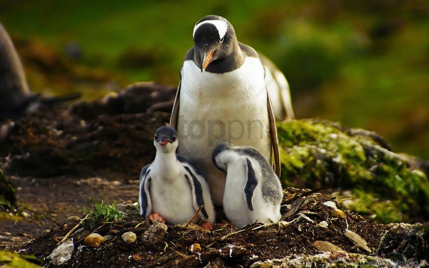 birds couple grass penguins wallpaper HighQuality PNG Isolated Illustration