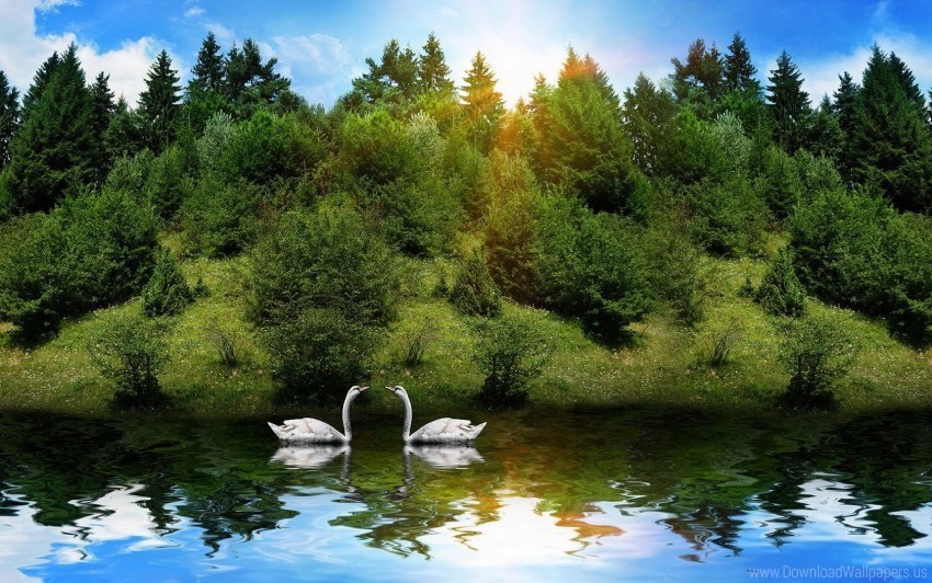 birds couple grass river sunlight swans trees wallpaper Clear Background PNG Isolated Design