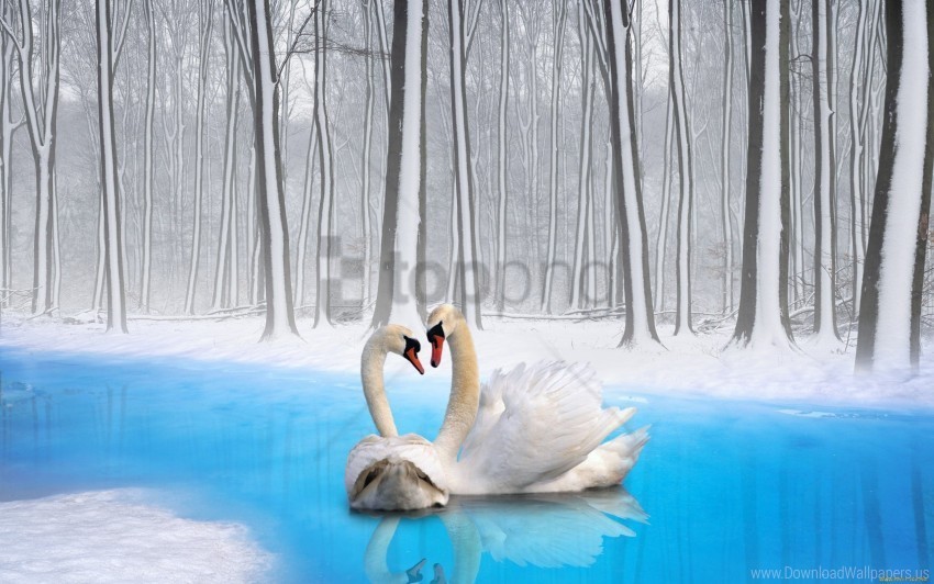 birds couple loyalty swans wallpaper Transparent Background PNG Object Isolation