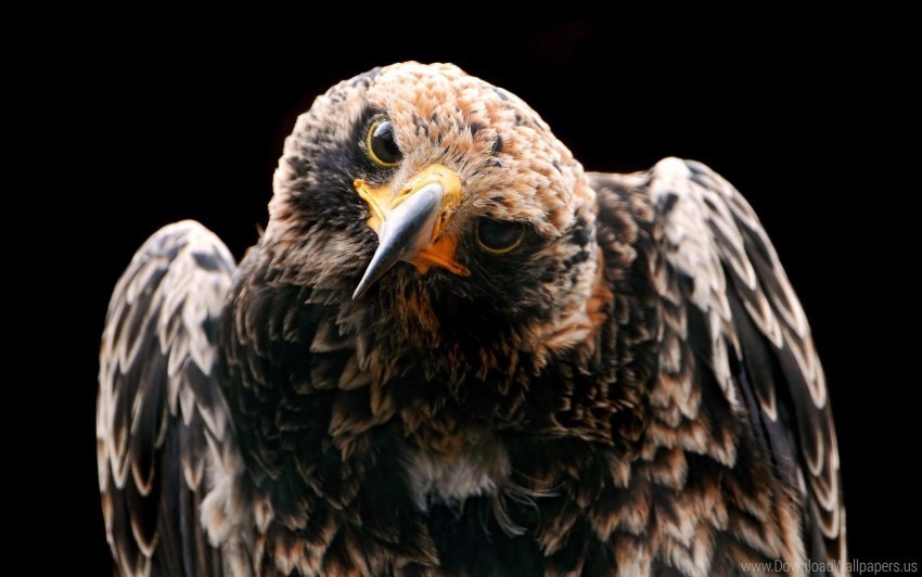 birds curiosity hawk head predator wallpaper PNG images with no background comprehensive set