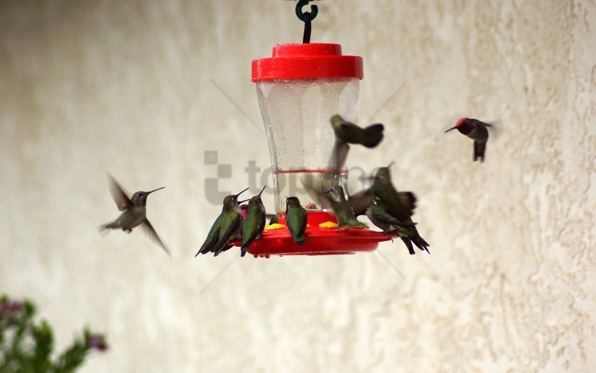 birds drinkers feeders hummingbirds wallpaper Transparent PNG images free download