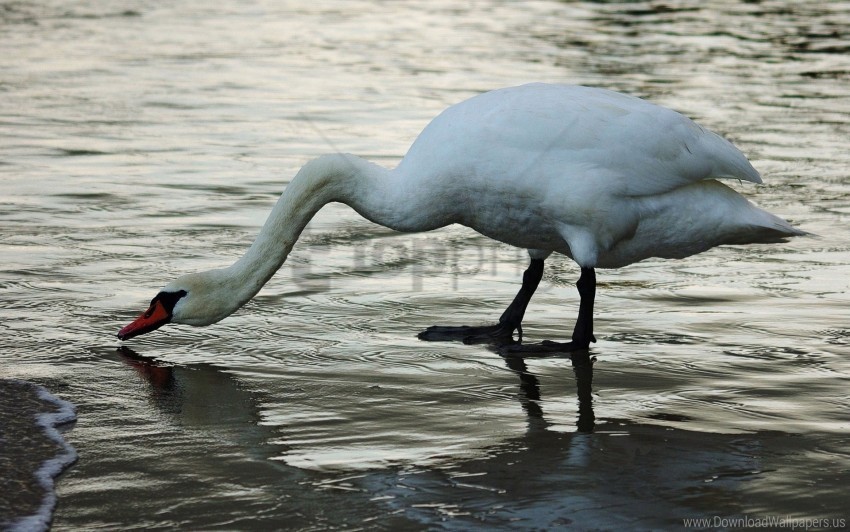Birds Drinks Swan Wallpaper PNG Images For Editing