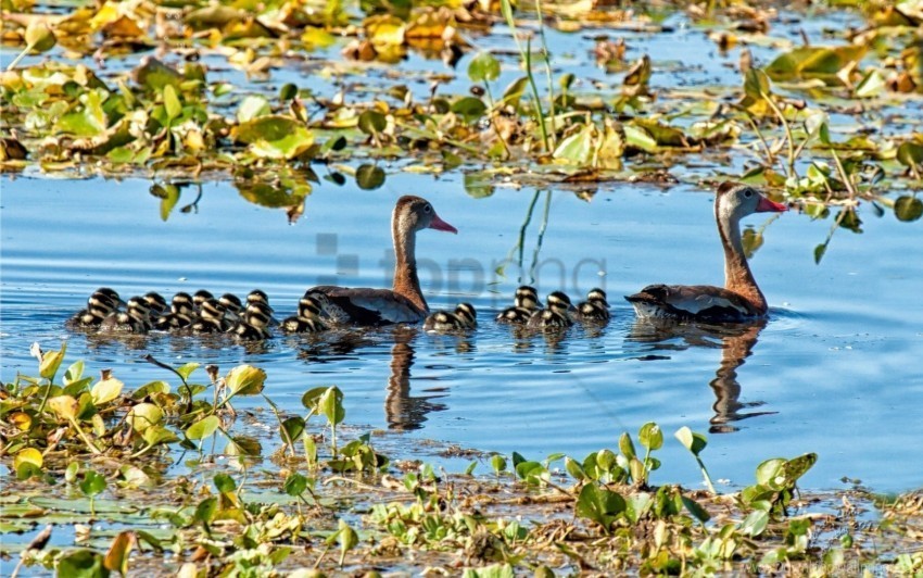 birds ducklings ducks family lake lilies pond water lilies wallpaper Isolated Subject on HighQuality Transparent PNG