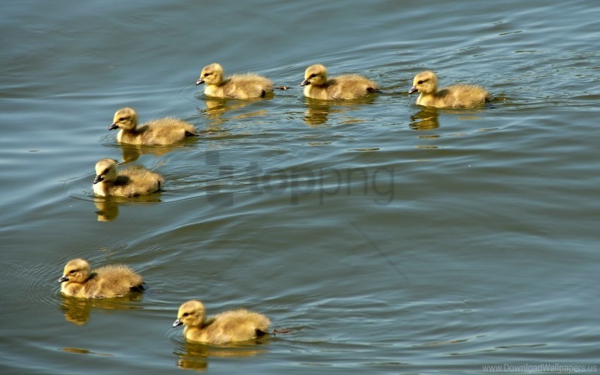 birds ducklings flock swim wallpaper PNG transparent photos mega collection