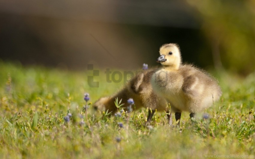 birds ducklings grass kids wallpaper PNG files with no backdrop required