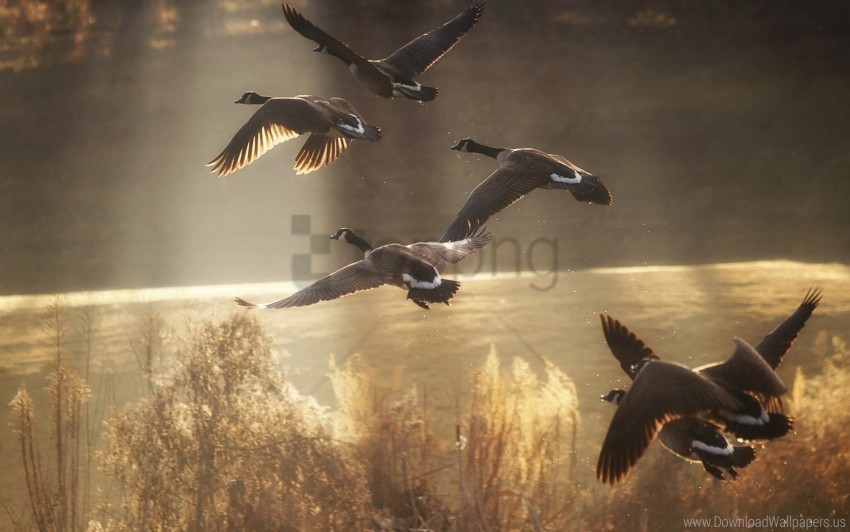birds ducks flying nature wallpaper Isolated Icon on Transparent Background PNG
