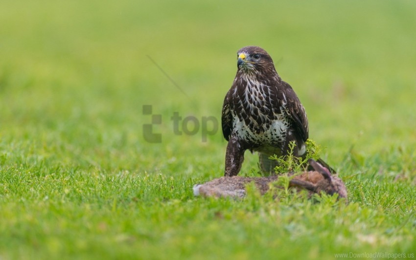 Birds Eagle Grass Predators Sit Wallpaper PNG Transparency Images