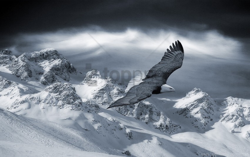 birds eagle hills mountain predators sky snow wallpaper Transparent Cutout PNG Graphic Isolation