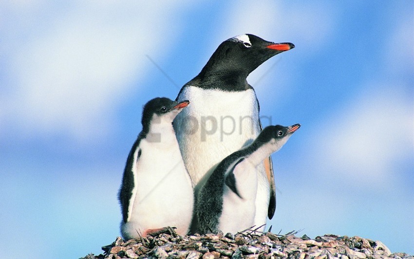 birds family of penguins penguins rocks wallpaper Clear Background PNG Isolated Element Detail