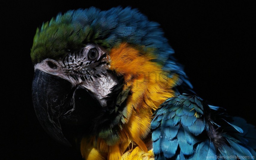 Birds Feathers Parrot Wallpaper PNG Free Download