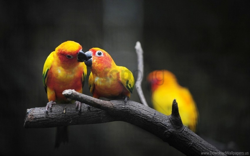 birds feeding parrots young wallpaper PNG transparent graphics for projects