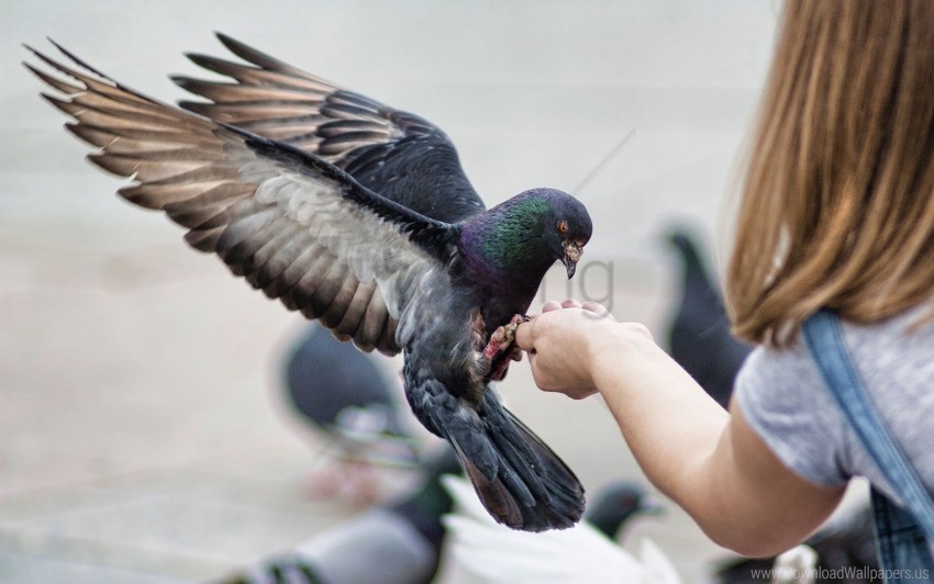 birds feeding pigeons stroke wallpaper PNG images without watermarks
