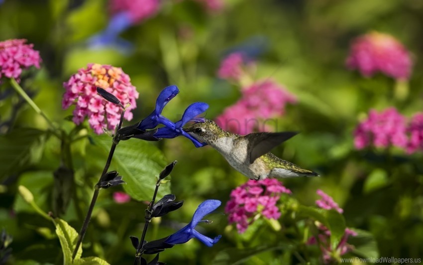 birds field flowers hummingbirds wallpaper Isolated Subject in Transparent PNG