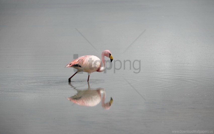 Birds Flamingos Fog Water Wallpaper PNG Without Background