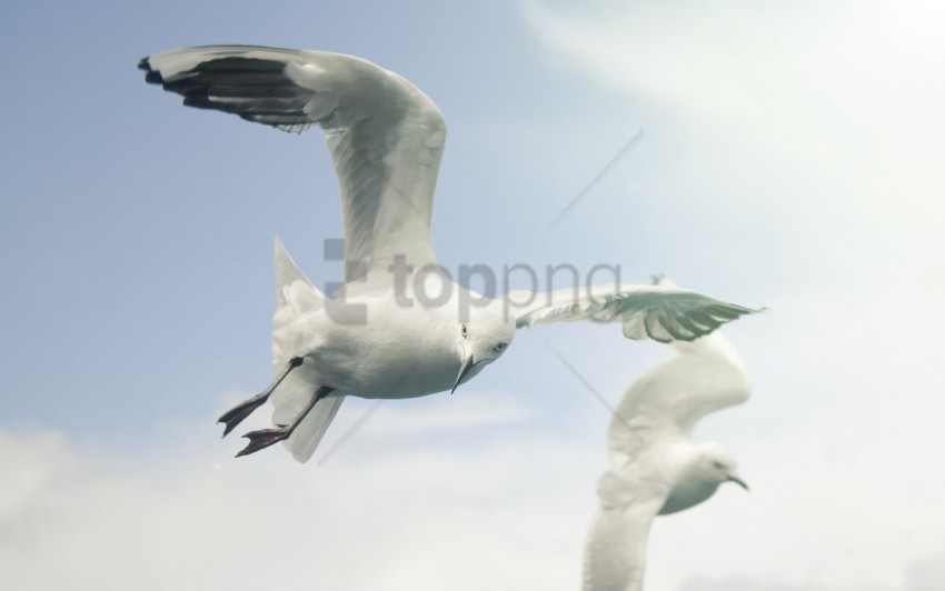 birds flap flying seagulls sky wings wallpaper PNG transparent photos vast collection