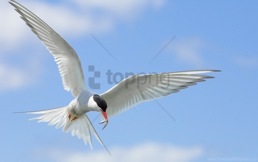 birds flap flying sky wings wallpaper Clear Background PNG Isolated Design