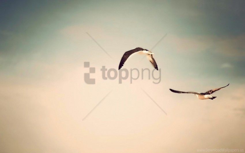 birds flight sky wallpaper Transparent PNG Isolated Graphic Detail