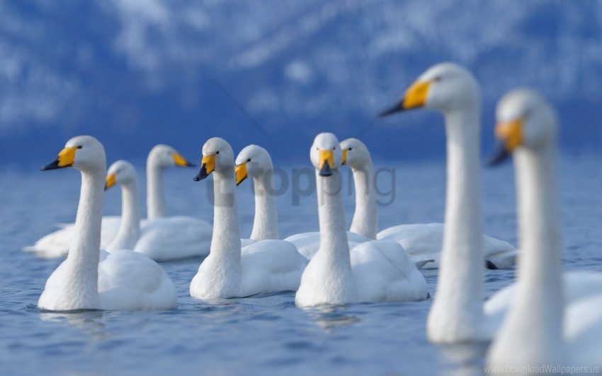 birds flock fly swan wallpaper Transparent PNG images for graphic design