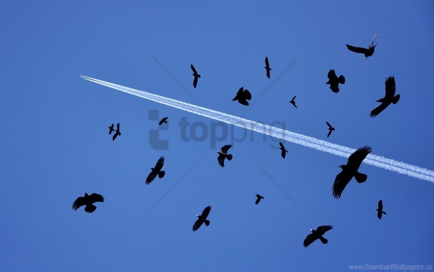 birds flock flying sky wallpaper Free transparent PNG