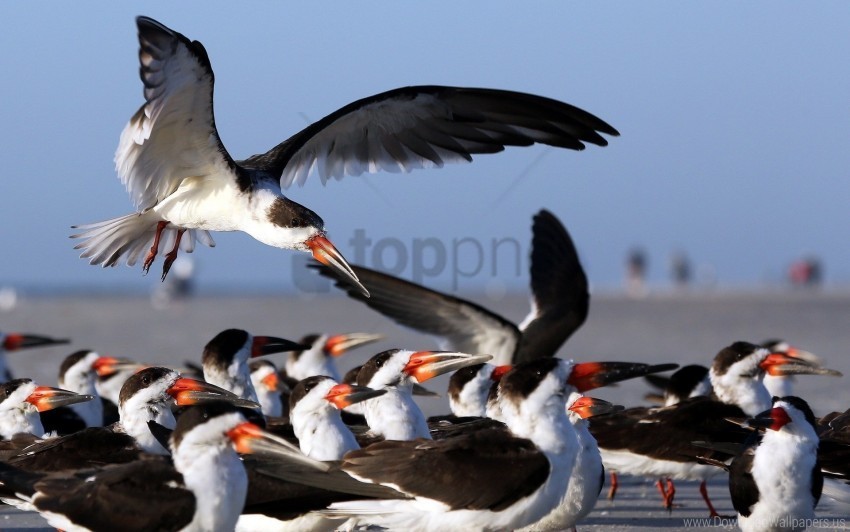 birds flock flying wallpaper Isolated Subject with Clear PNG Background