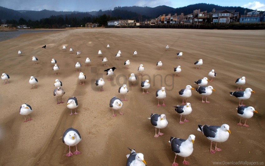birds flock gulls sand wallpaper PNG images with cutout