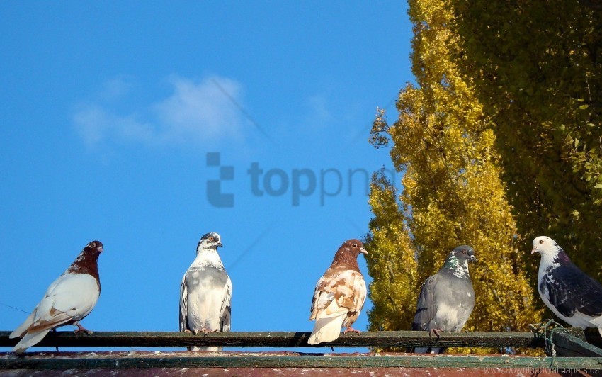 birds flock pigeons trees wallpaper PNG pictures with no background required