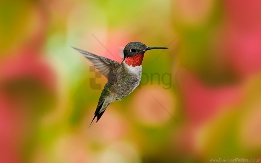 birds flowers fly hummingbirds swing wallpaper PNG transparent designs