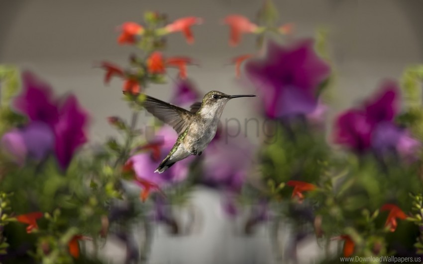 Birds Flowers Focus Hummingbirds Wallpaper PNG Picture