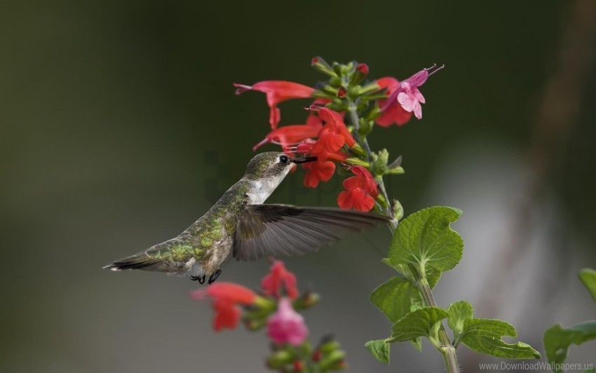 birds flowers green hummingbirds macro wallpaper Transparent PNG images for design