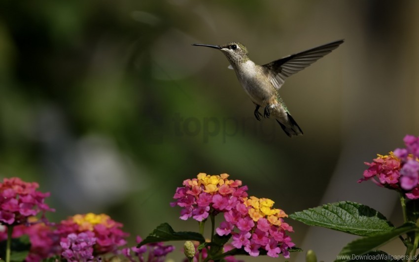 Birds Flowers Herbs Hummingbirds Sun Wallpaper Transparent PNG Isolated Subject