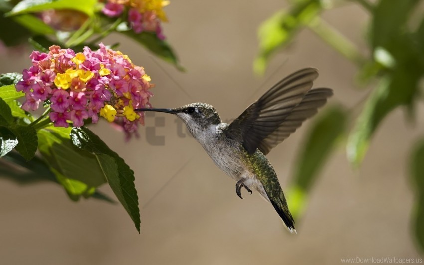 birds flowers hummingbirds leaves nectar sunny wallpaper Isolated Artwork on HighQuality Transparent PNG