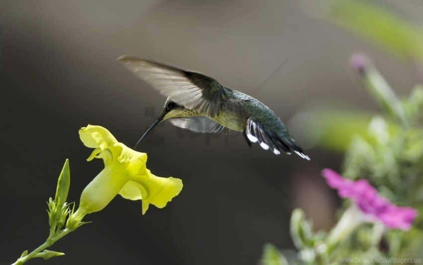 birds flowers hummingbirds leaves sweep wallpaper PNG images for merchandise