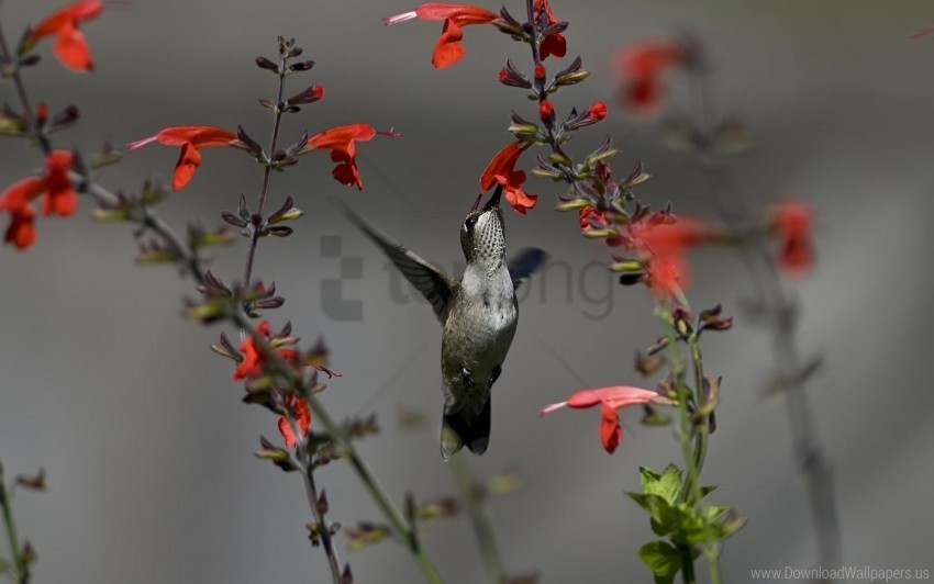 Birds Flowers Hummingbirds Red Wallpaper Clean Background Isolated PNG Character