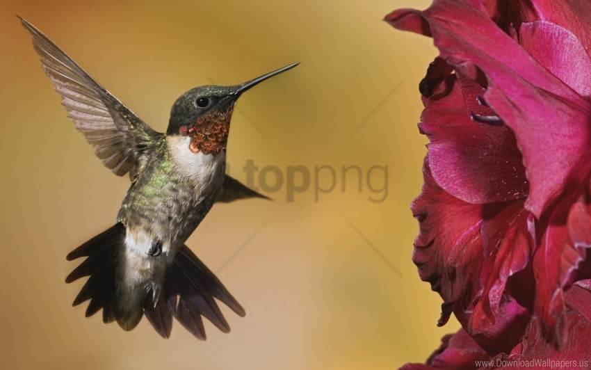 birds flowers hummingbirds wallpaper HD transparent PNG