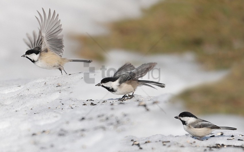 birds fly sparrows swing three wallpaper PNG transparent elements complete package