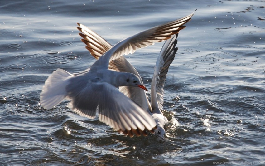 birds flying gulls sea water wallpaper Free PNG file