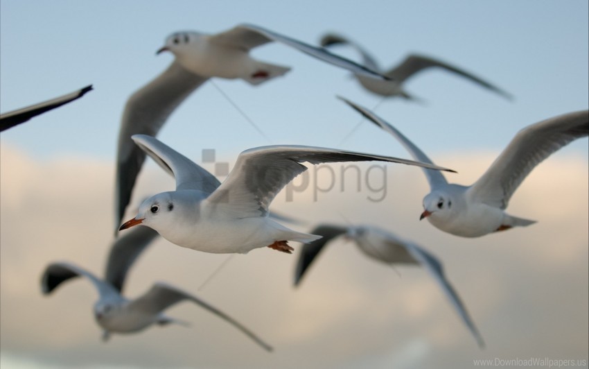 birds flying gulls wallpaper Isolated Design Element in Transparent PNG