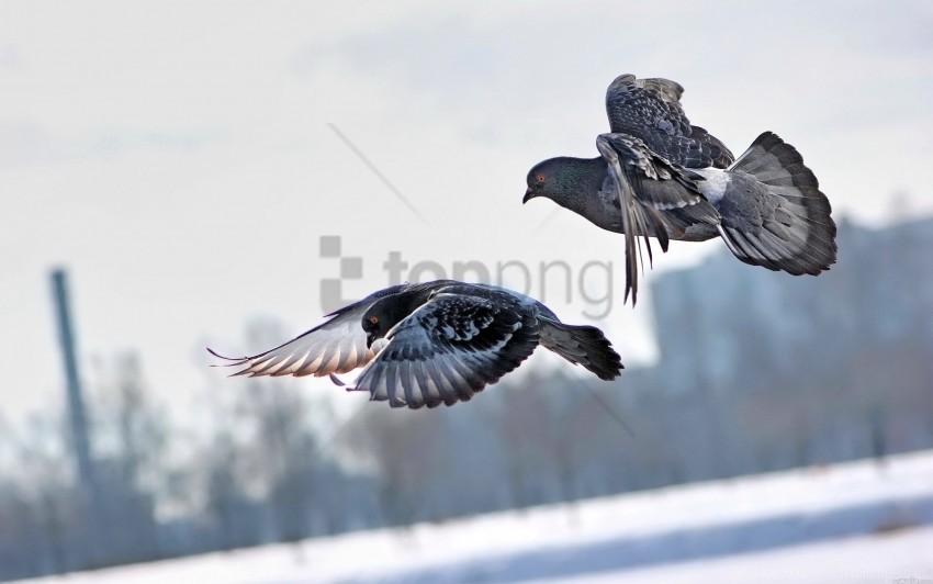 birds flying pigeons winter wallpaper PNG Graphic Isolated on Transparent Background
