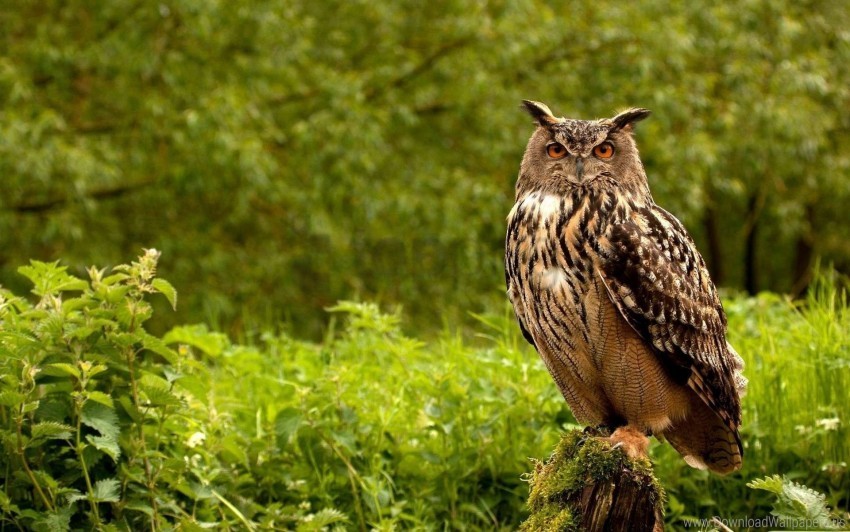 birds grass herbs owl predator wallpaper Transparent PNG images free download