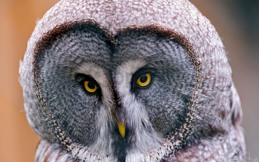 birds great gray owl head owl predators wallpaper PNG with no background diverse variety