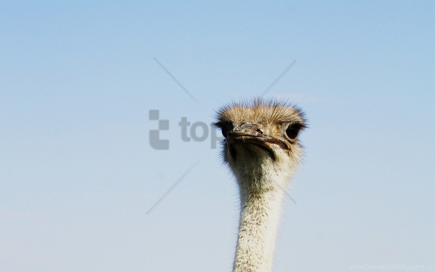 birds head ostrich wallpaper Transparent PNG illustrations