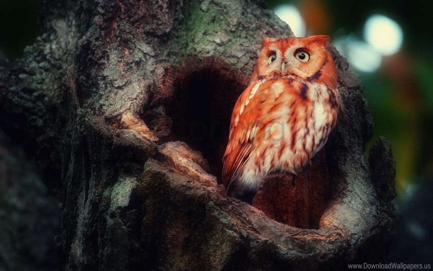 birds hollow owl red sight surprise tree wallpaper PNG images without restrictions
