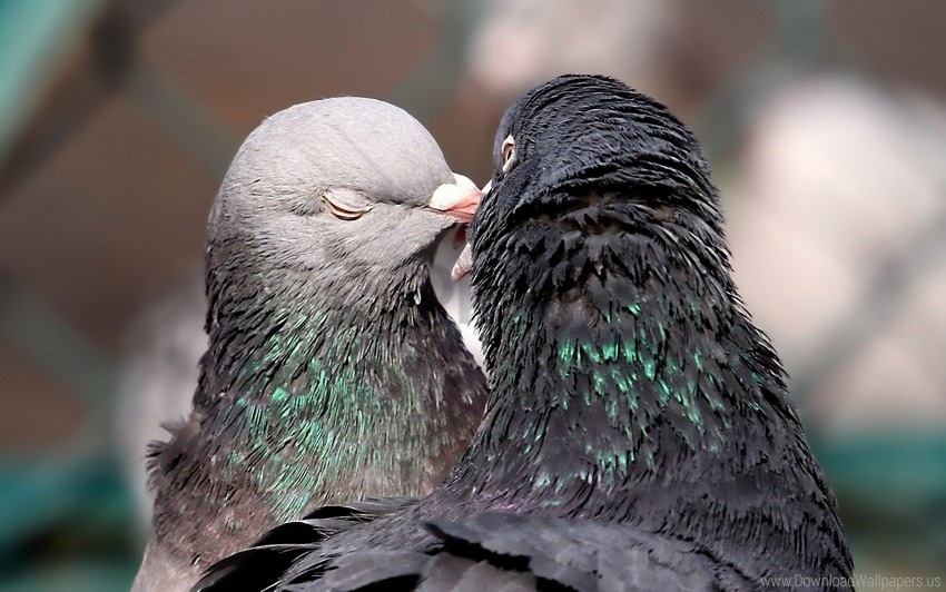 birds kissing pigeons tenderness wallpaper PNG files with no backdrop required